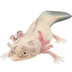 Speckled Leucistic